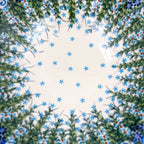 Close-up top-down view of star pattern center on Whispering Ferns wave bowl